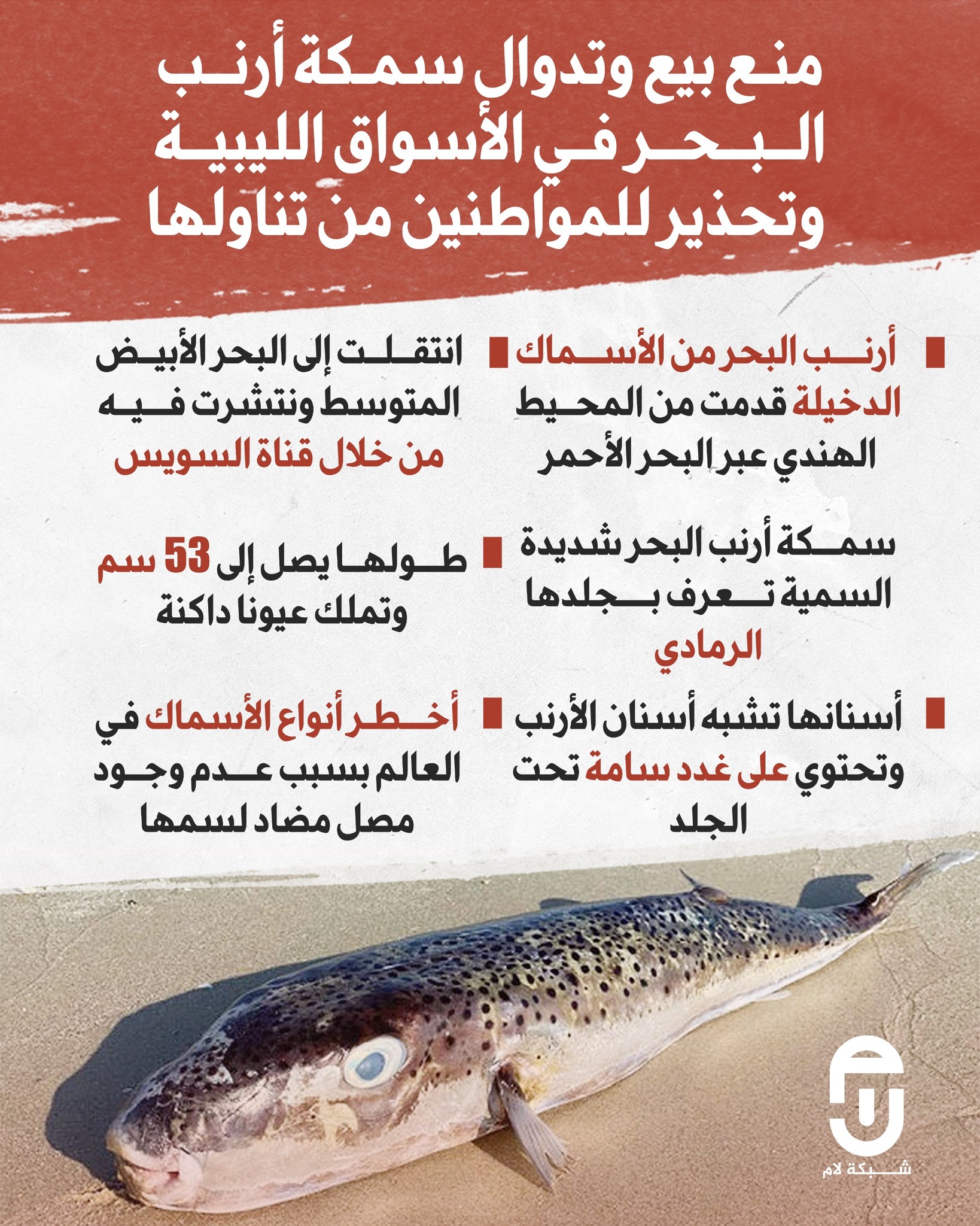 منع بيع و تداول سمكة أرنب البحر 